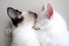 九游娱乐网页版-“青训教练员专业培训班取得阶段性成果”，教练员技能培训