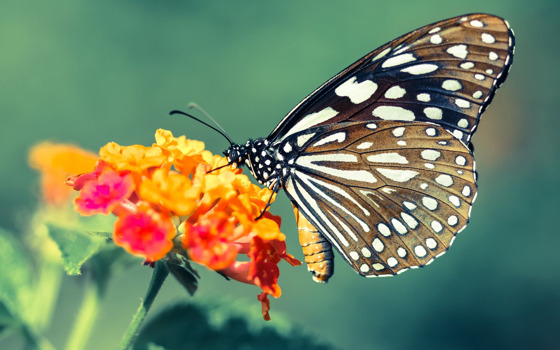 _乡村运动会:传承乡土体育精神_,助推乡村体育