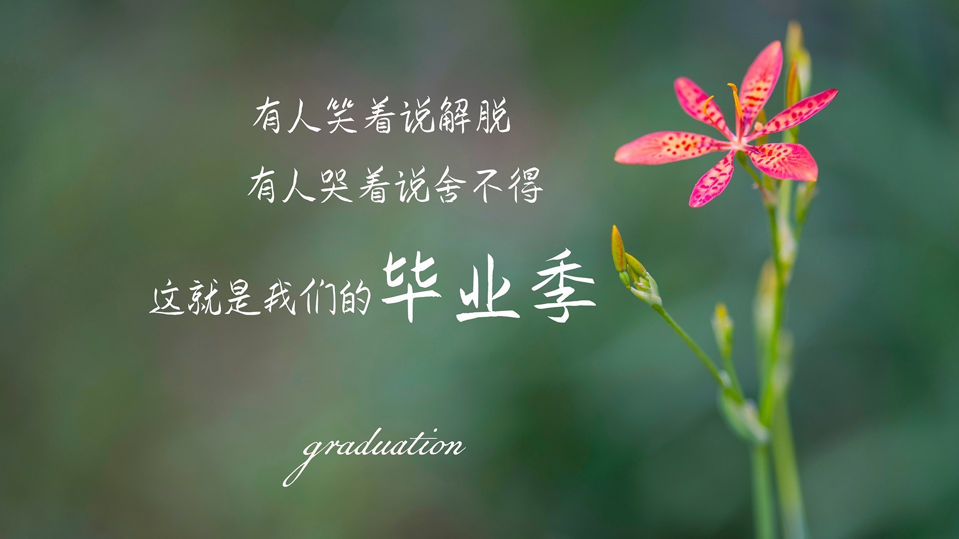 _爵士队全面发力,连续获胜_,爵士队很强吗