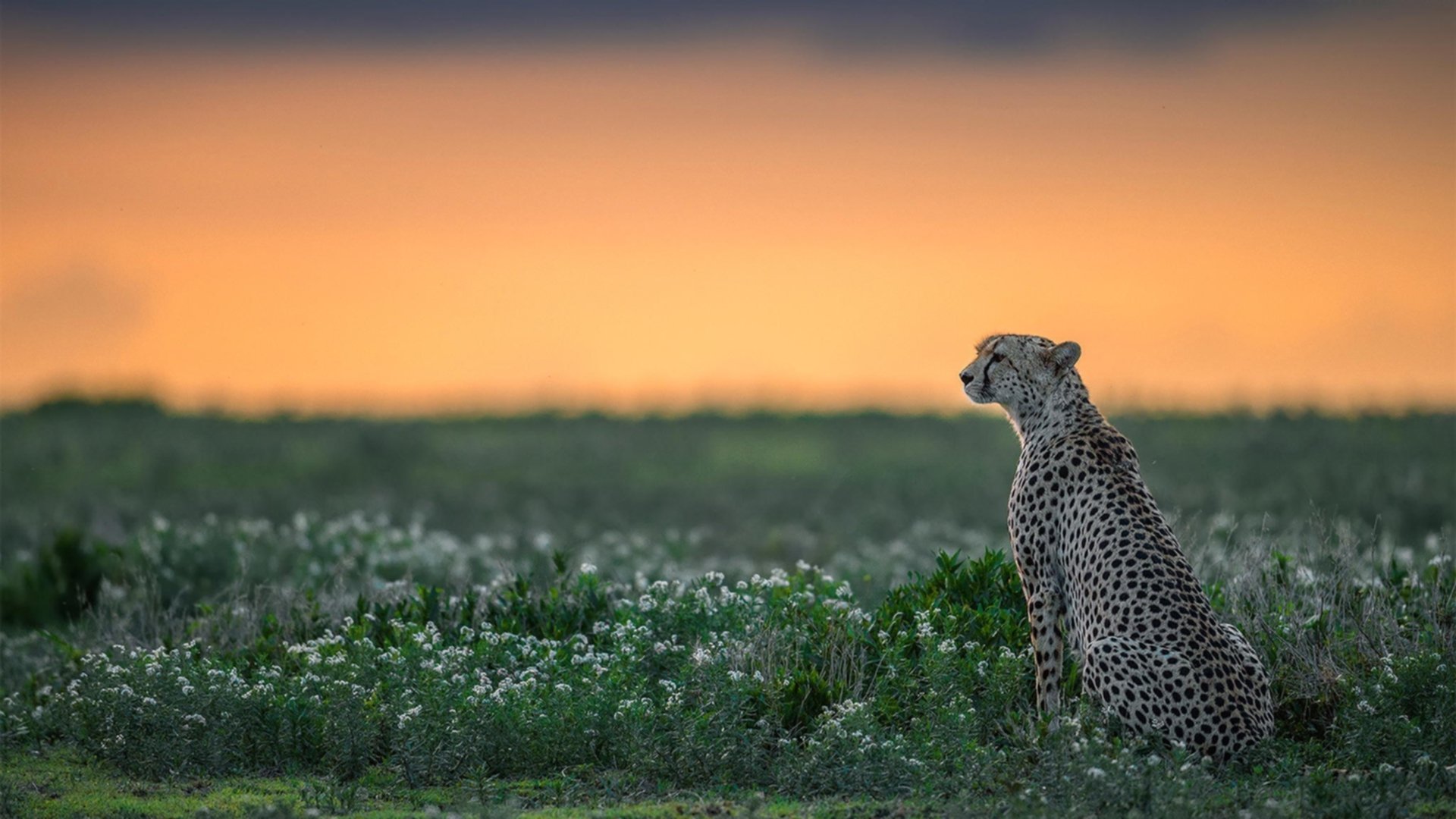 伊朗骑手阿里·巴赫蒂亚里在巴黎奥运会后宣布退役,结束辉煌的职业生涯。